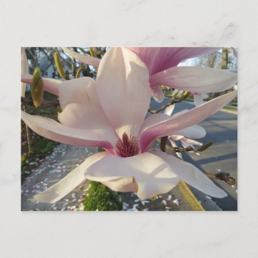 Open Magnolia Briefkaart (Voorkant)