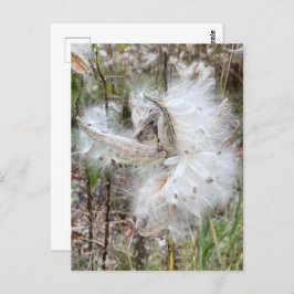 Open Milkweed Pods | Zaden met zijde | Briefkaart