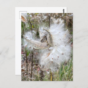 Open Milkweed Pods   Zaden met zijde   Briefkaart