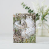Open Milkweed Pods | Zaden met zijde | Briefkaart (Staand voorkant)