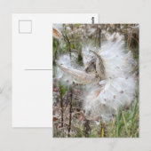 Open Milkweed Pods | Zaden met zijde | Briefkaart (Voorkant / Achterkant)