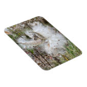 Open Milkweed Pods | Zaden met zijde | Flexibel Magneet (Rechterzijde)