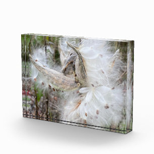 Open Milkweed Pods   Zaden met zijde   Fotoblokken