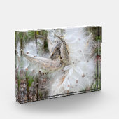 Open Milkweed Pods | Zaden met zijde | Fotoblokken (Links)