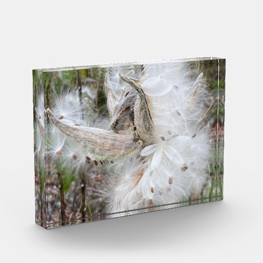 Open Milkweed Pods | Zaden met zijde | Fotoblokken (Links)