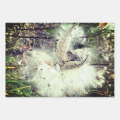 Open Milkweed Pods | Zaden met zijde | Inpakpapier Vel (Voorkant 2)