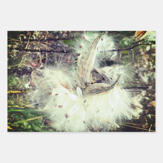 Open Milkweed Pods | Zaden met zijde | Inpakpapier Vel (Voorkant 2)