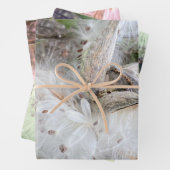 Open Milkweed Pods | Zaden met zijde | Inpakpapier Vel (In situ)