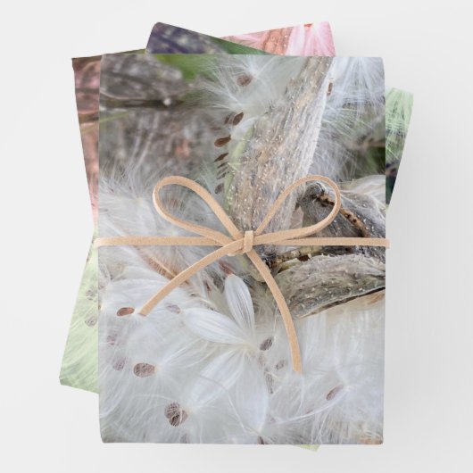 Open Milkweed Pods | Zaden met zijde | Inpakpapier Vel (In situ)