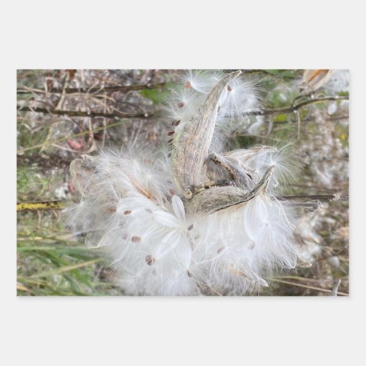 Open Milkweed Pods | Zaden met zijde | Inpakpapier Vel (Voorkant)