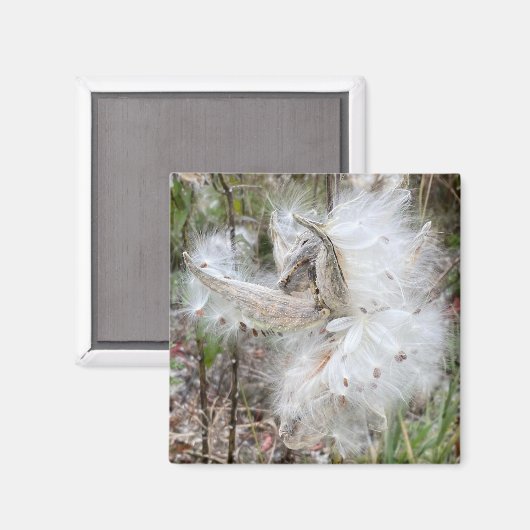 Open Milkweed Pods | Zaden met zijde | KANTOOR Magneet (Voorkant / Achterkant)