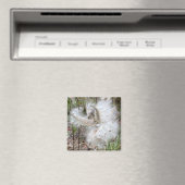 Open Milkweed Pods | Zaden met zijde | KANTOOR Magneet (Insitu (Vaatwasser))