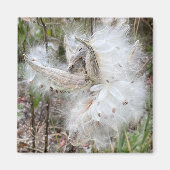 Open Milkweed Pods | Zaden met zijde | KANTOOR Magneet (Voorkant)
