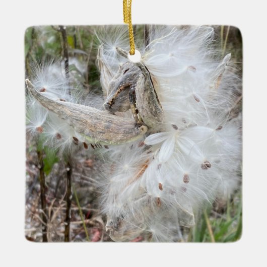 Open Milkweed Pods | Zaden met zijde | Keramisch Ornament (Voorkant)