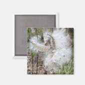 Open Milkweed Pods | Zaden met zijde | Magneet (Voorkant / Achterkant)