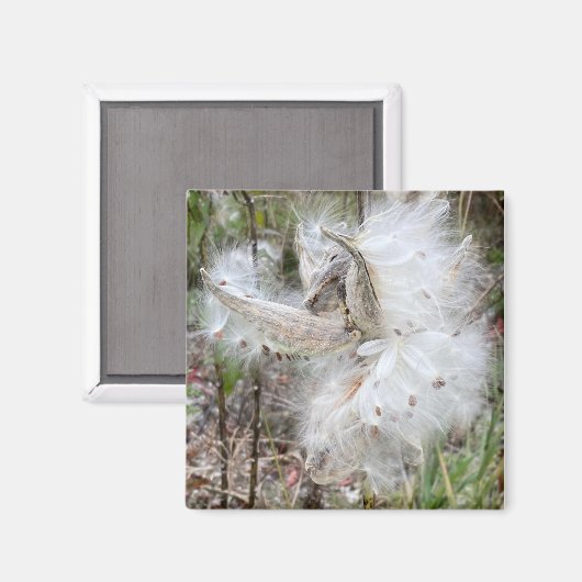 Open Milkweed Pods | Zaden met zijde | Magneet (Voorkant / Achterkant)