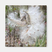 Open Milkweed Pods | Zaden met zijde | Magneet (Voorkant)