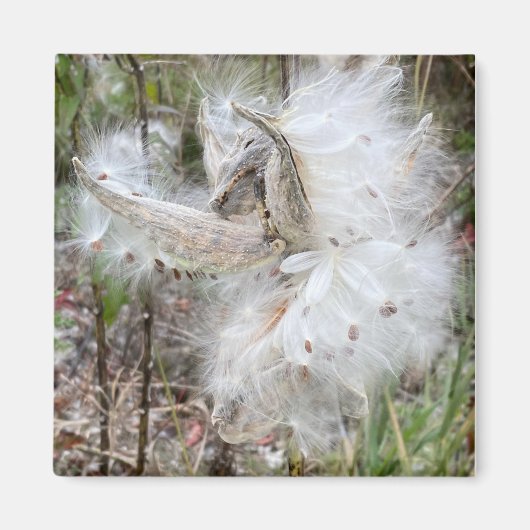 Open Milkweed Pods | Zaden met zijde | Magneet (Voorkant)