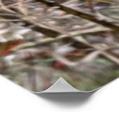 Open Milkweed Pods | Zaden met zijde | Poster (Hoek)