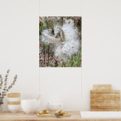 Open Milkweed Pods | Zaden met zijde | Poster (Keuken)