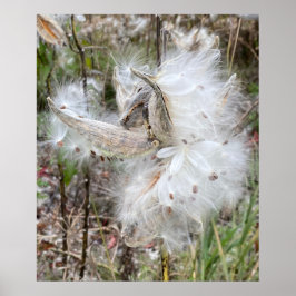 Open Milkweed Pods | Zaden met zijde | Poster