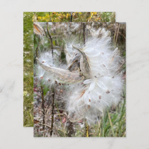 Open Milkweed Pods   Zaden met zijde   Schrapboekj