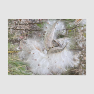 Open Milkweed Pods   Zaden met zijde   Tissuepapier
