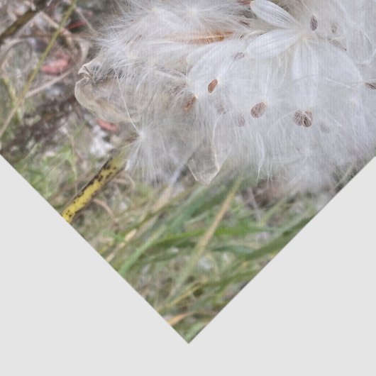 Open Milkweed Pods | Zaden met zijde | Tissuepapier (Detail)