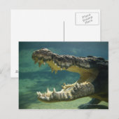 Open mond voor krokodillen briefkaart (Voorkant / Achterkant)