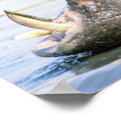 Open Mouthed Hippo Poster (Hoek)