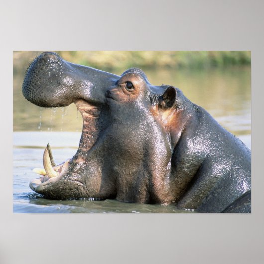 Open Mouthed Hippo Poster (Voorkant)