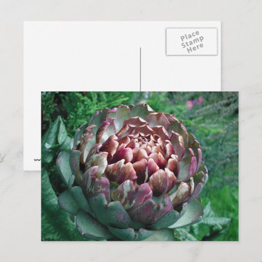 Open Plant Artichoke. Briefkaart (Voorkant / Achterkant)