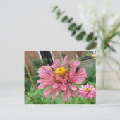 Open Roze Zinnia Briefkaart (Staand voorkant)