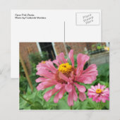 Open Roze Zinnia Briefkaart (Voorkant / Achterkant)