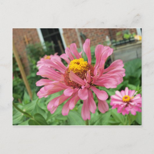 Open Roze Zinnia Briefkaart (Voorkant)