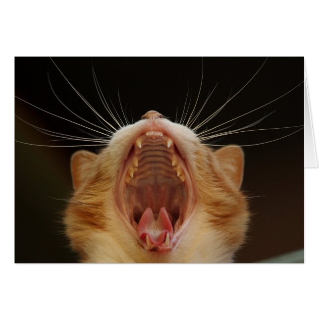 Open Wide Kat Yawning (Voorkant Horizontaal)