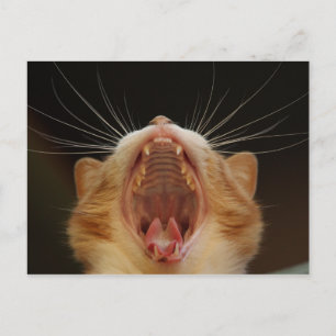 Open Wide Kat Yawning Briefkaart