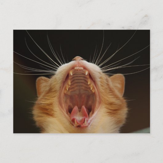 Open Wide Kat Yawning Briefkaart (Voorkant)