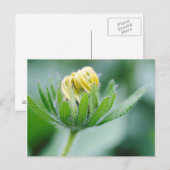 Openende Bloem Van Cone Bloem Briefkaart (Voorkant / Achterkant)