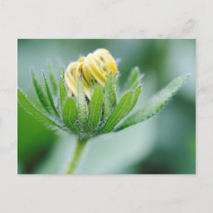Openende Bloem Van Cone Bloem Briefkaart