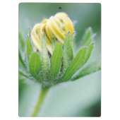 Openende Bloem Van Cone Bloem Klembord (Achterkant)