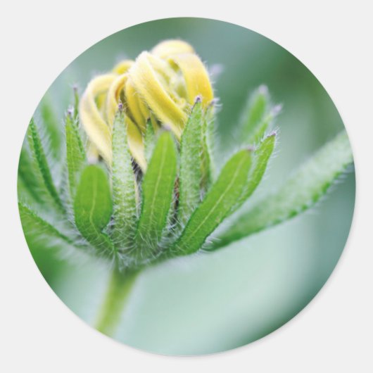 Openende Bloem Van Cone Bloem Ronde Sticker (Voorkant)