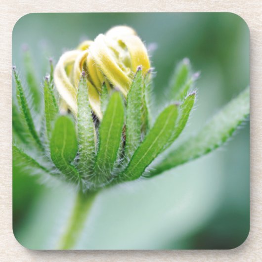 Openende Bloem Van Cone Flower Onderzetter (Voorkant)