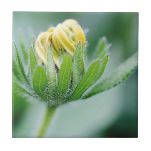 Openende Bloem Van Cone Flower Tegeltje