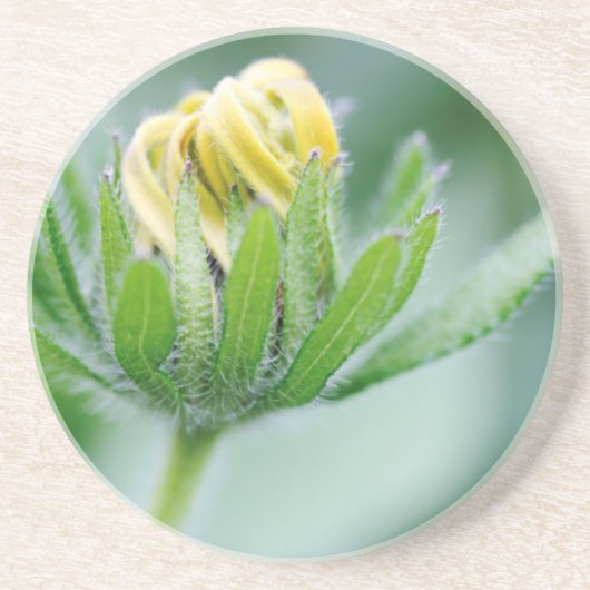 Openende Bloem Van Cone Flower Zandsteen Onderzetter (Voorkant)
