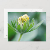 Opening Flower Of Cone Flower Briefkaart (Voorkant / Achterkant)