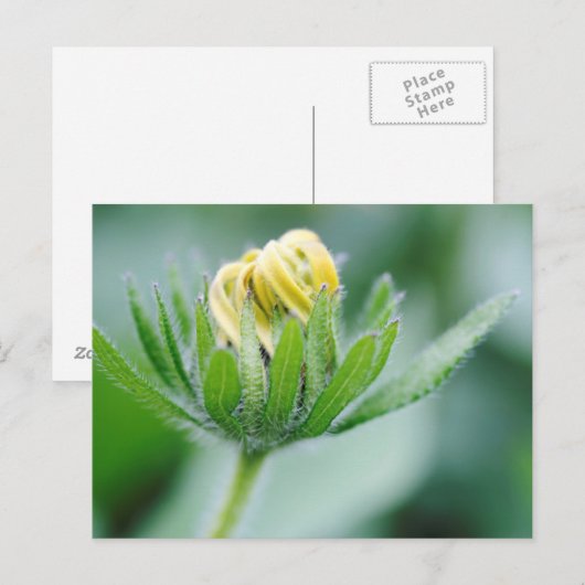 Opening Flower Of Cone Flower Briefkaart (Voorkant / Achterkant)