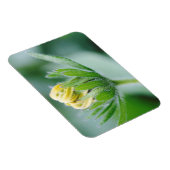 Opening Flower Of Cone Flower Magneet (Rechterzijde)