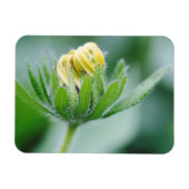 Opening Flower Of Cone Flower Magneet (Horizontaal)