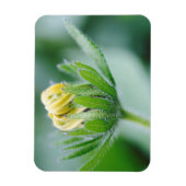 Opening Flower Of Cone Flower Magneet (Verticaal)